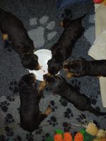 WhatsApp_Image_2025-11-16_at_17.52.31